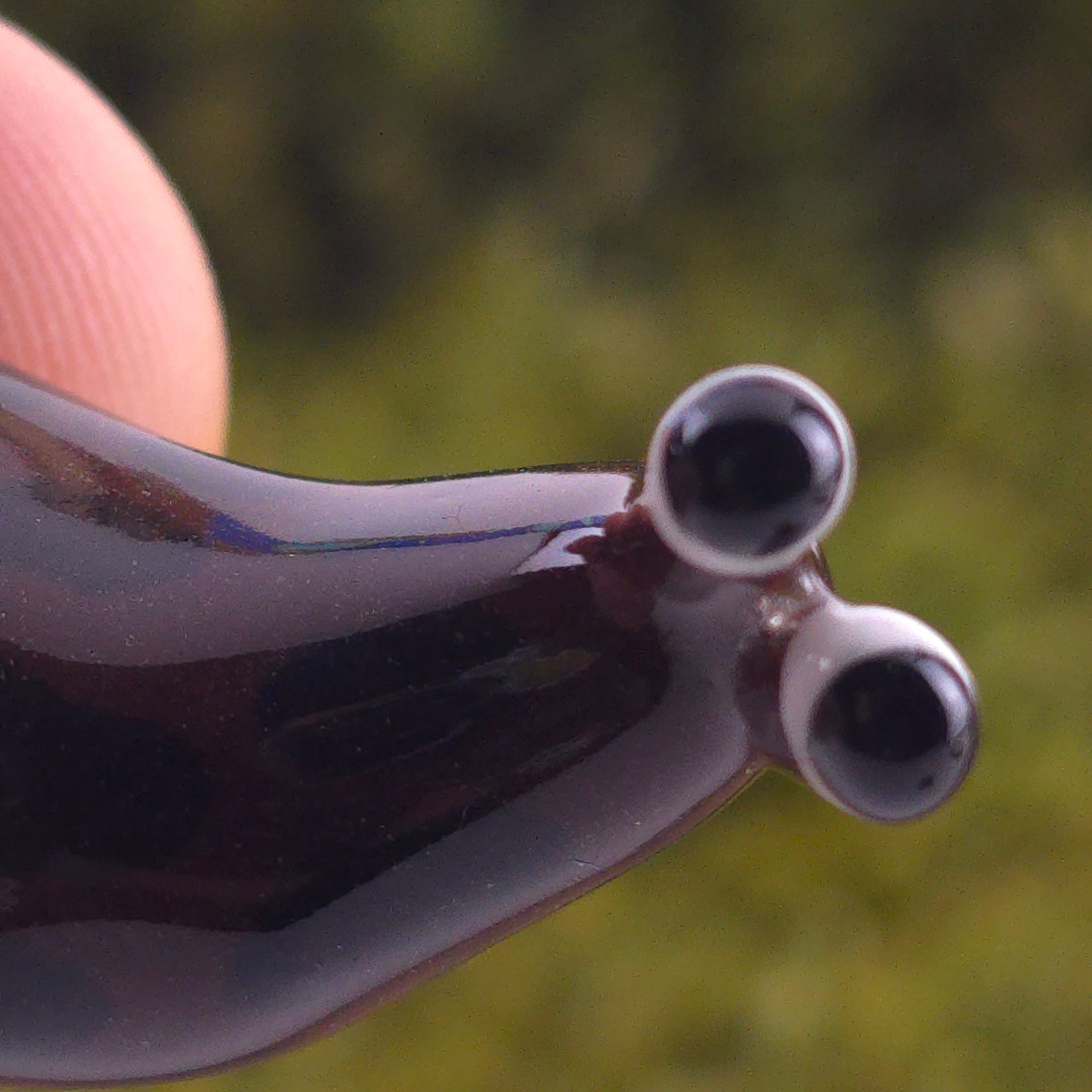 Ceramic Slug: Chet